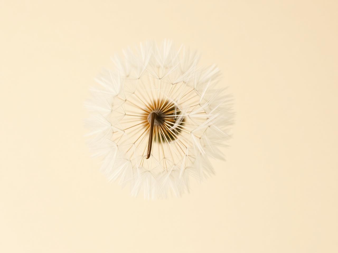 A dandelion seed clock